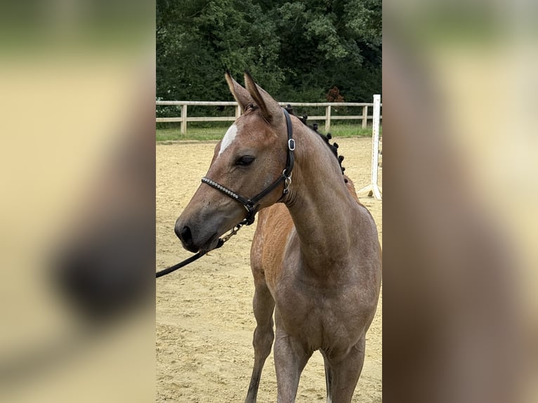 Deutsches Sportpferd Stute Fohlen (04/2025) 168 cm Schimmel in Sachsen bei Ansbach