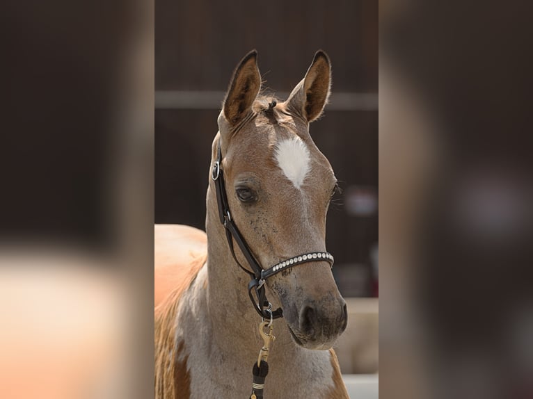 Deutsches Sportpferd Stute Fohlen (04/2025) 168 cm Schimmel in Sachsen bei Ansbach