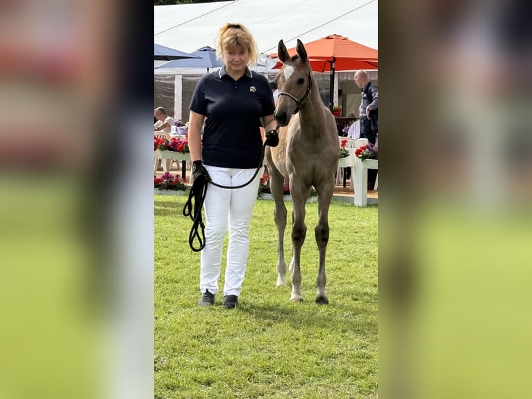 Deutsches Sportpferd Stute Fohlen (04/2025) 168 cm Schimmel in Sachsen bei Ansbach