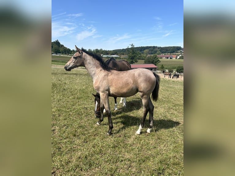 Deutsches Sportpferd Stute Fohlen (04/2025) 168 cm Schimmel in Sachsen bei Ansbach