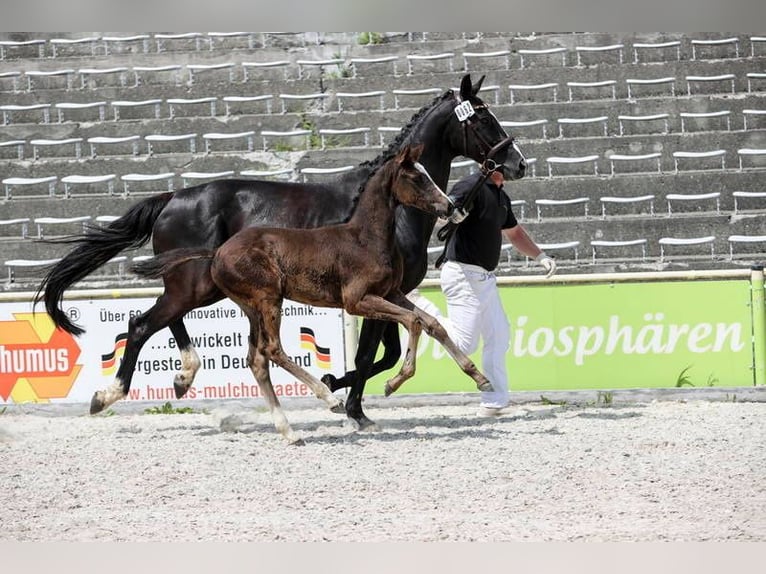 Deutsches Sportpferd Stute  168 cm Schwarzbrauner in Brigachtal