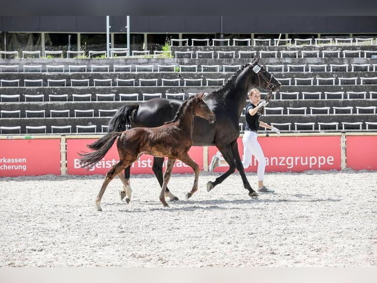 Deutsches Sportpferd Stute  168 cm Schwarzbrauner in Brigachtal