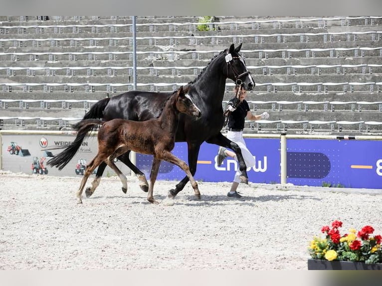 Deutsches Sportpferd Stute  168 cm Schwarzbrauner in Brigachtal