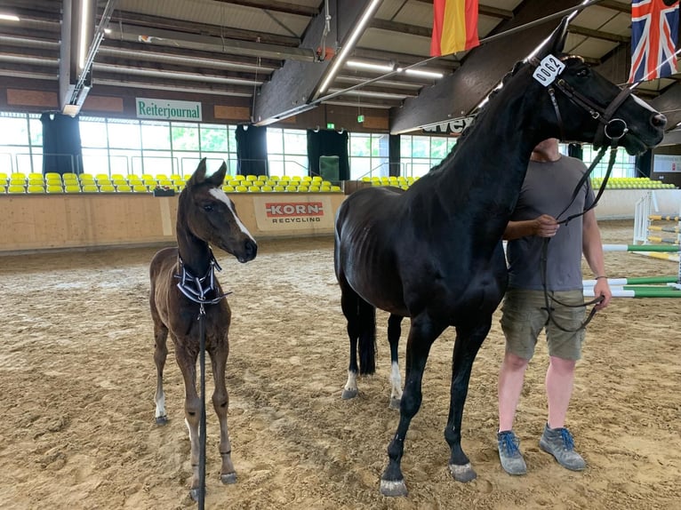 Deutsches Sportpferd Stute  168 cm Schwarzbrauner in Brigachtal