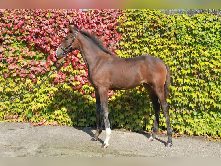 Deutsches Sportpferd Stute Fohlen (05/2024) 169 cm Dunkelbrauner in Neckargemünd