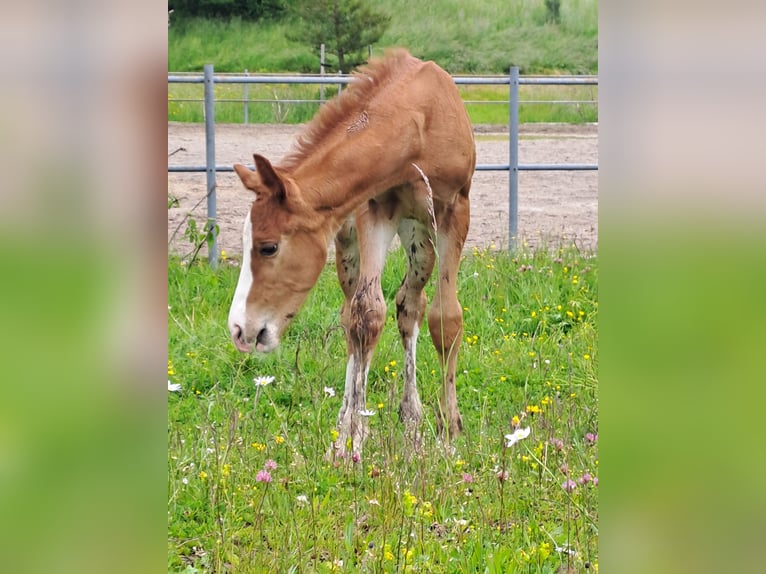 Deutsches Sportpferd Stute  169 cm Dunkelfuchs in Stiefenhofen