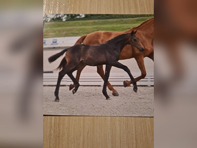 Deutsches Sportpferd Stute Fohlen (03/2025) 170 cm Brauner in Bersteland Freiwalde