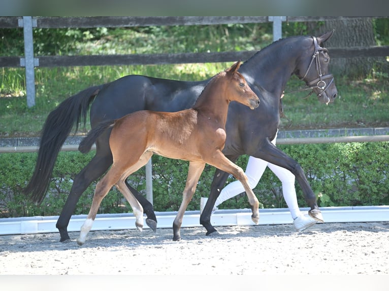 Deutsches Sportpferd Stute  170 cm Brauner in Osterburg