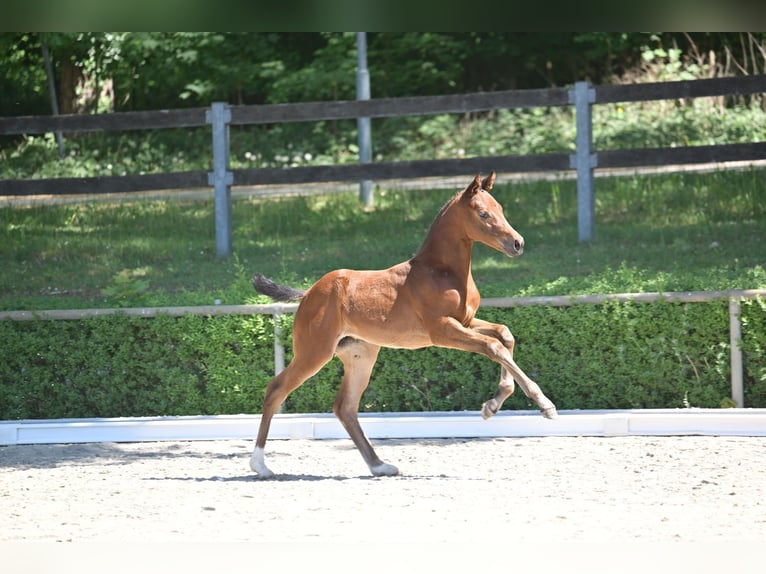Deutsches Sportpferd Stute  170 cm Brauner in Osterburg