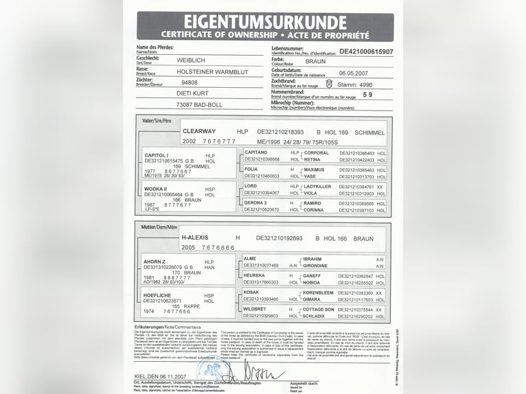 Deutsches Sportpferd Stute  170 cm Brauner in Ki&#xDF;legg