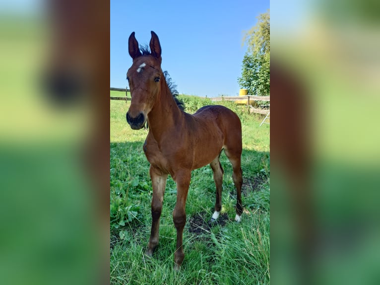 Deutsches Sportpferd Stute  170 cm Brauner in Ki&#xDF;legg