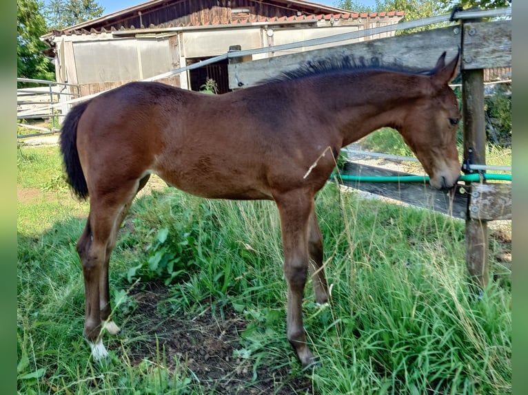 Deutsches Sportpferd Stute  170 cm Brauner in Ki&#xDF;legg
