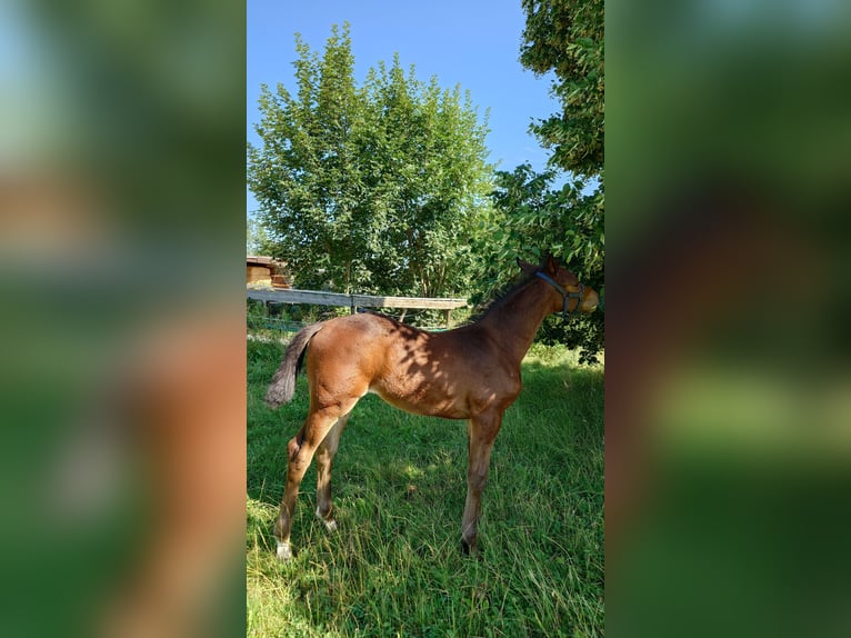 Deutsches Sportpferd Stute  170 cm Brauner in Ki&#xDF;legg