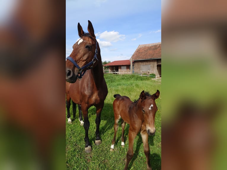 Deutsches Sportpferd Stute  170 cm Brauner in Ki&#xDF;legg