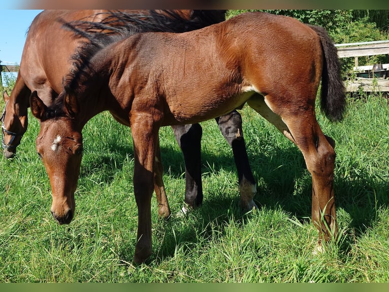 Deutsches Sportpferd Stute  170 cm Brauner in Ki&#xDF;legg