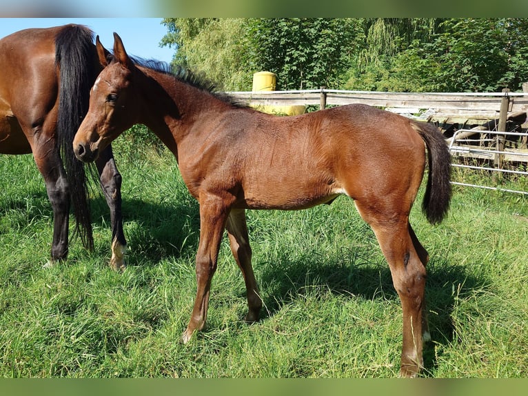 Deutsches Sportpferd Stute  170 cm Brauner in Ki&#xDF;legg