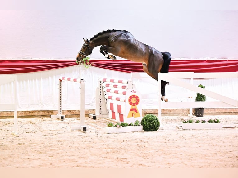 Deutsches Sportpferd Stute  170 cm Brauner in Ki&#xDF;legg