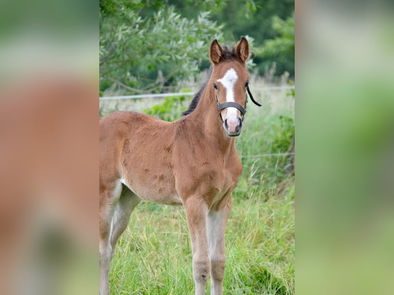 Deutsches Sportpferd Stute  170 cm Brauner in Temnitztal