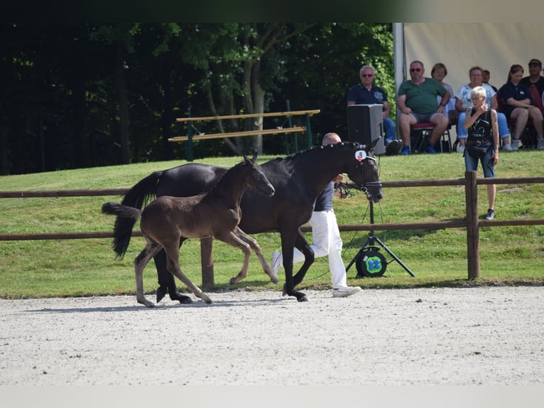 Deutsches Sportpferd Stute Fohlen (05/2025) 170 cm in Greifswald