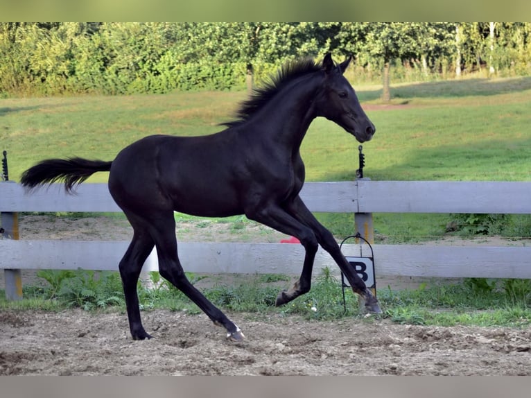 Deutsches Sportpferd Stute Fohlen (05/2025) 170 cm in Greifswald