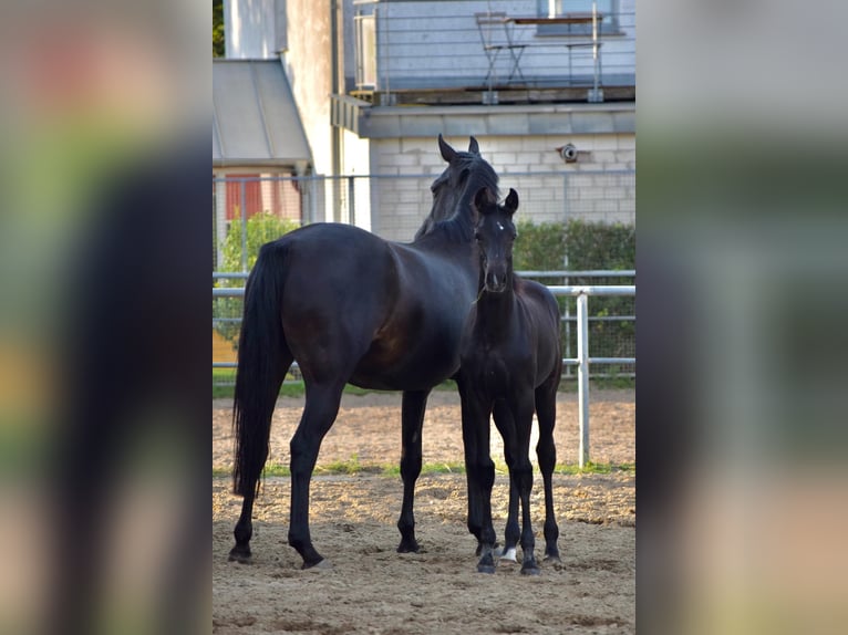 Deutsches Sportpferd Stute Fohlen (05/2025) 170 cm in Greifswald