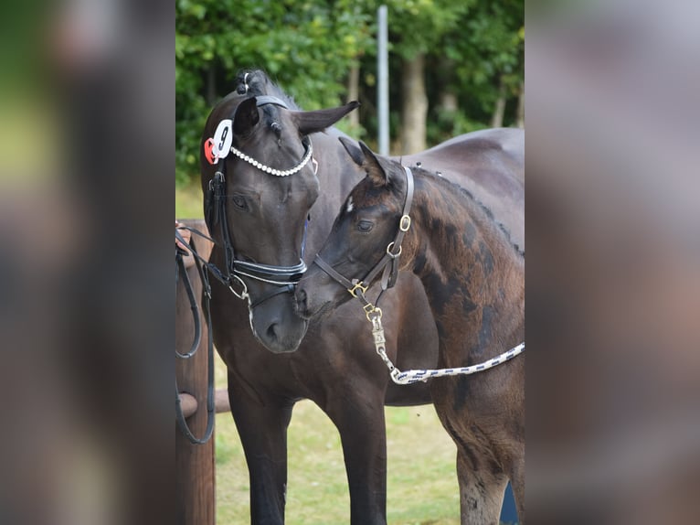 Deutsches Sportpferd Stute Fohlen (05/2025) 170 cm in Greifswald
