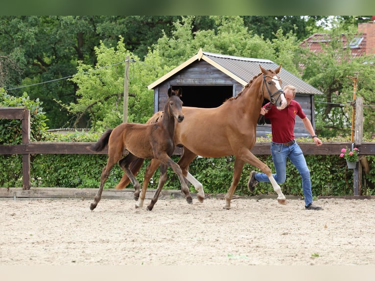 Deutsches Sportpferd Stute Fohlen (04/2026) 170 cm Dunkelbrauner in Werneuchen