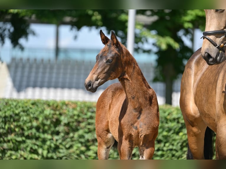 Deutsches Sportpferd Stute Fohlen (03/2025) 170 cm Dunkelbrauner in Pritzwalk