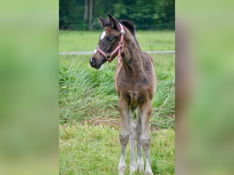 Deutsches Sportpferd Stute Fohlen (04/2025) 170 cm Dunkelbrauner in Rohrlack