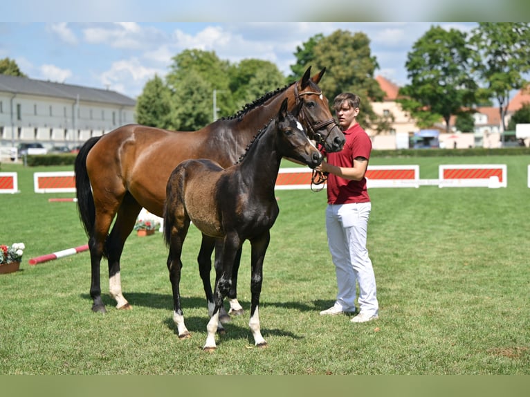 Deutsches Sportpferd Stute Fohlen (04/2025) 170 cm Dunkelbrauner in Rohrlack