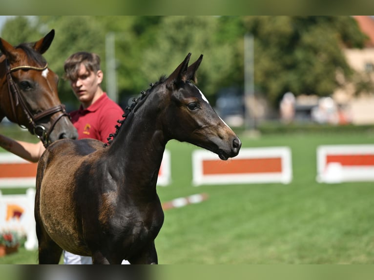 Deutsches Sportpferd Stute Fohlen (04/2025) 170 cm Dunkelbrauner in Rohrlack