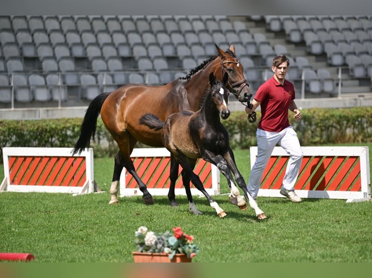 Deutsches Sportpferd Stute Fohlen (04/2025) 170 cm Dunkelbrauner in Rohrlack
