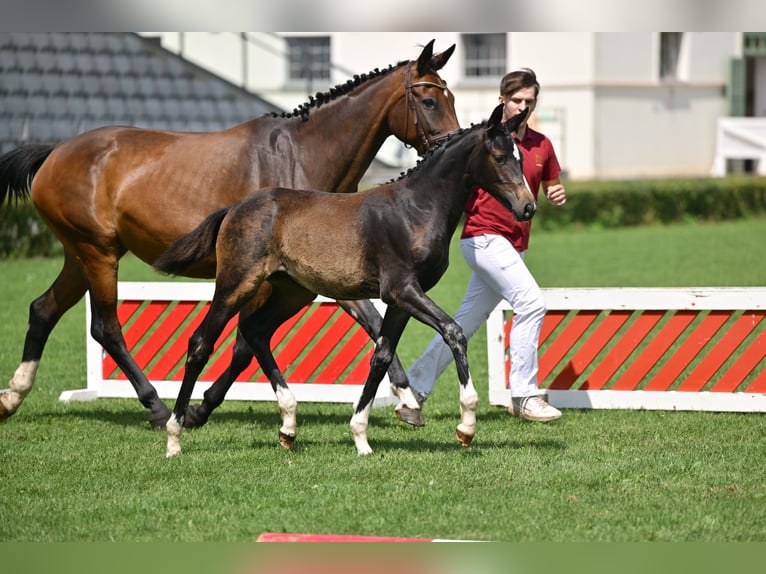Deutsches Sportpferd Stute Fohlen (04/2025) 170 cm Dunkelbrauner in Rohrlack