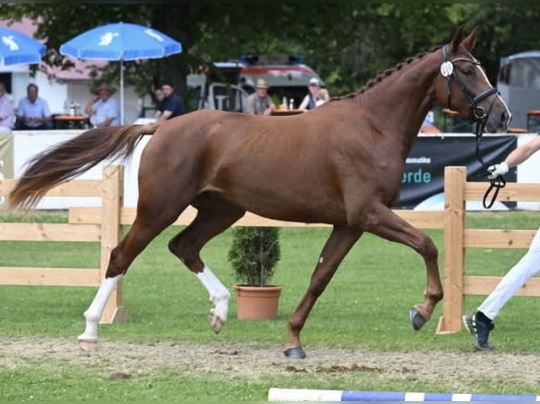 Deutsches Sportpferd Stute Fohlen (06/2026) 170 cm Dunkelfuchs in Schnaitsee