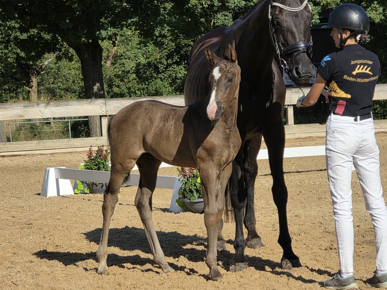 Deutsches Sportpferd Stute Fohlen (06/2026) 170 cm Rappe in Frankenhardt