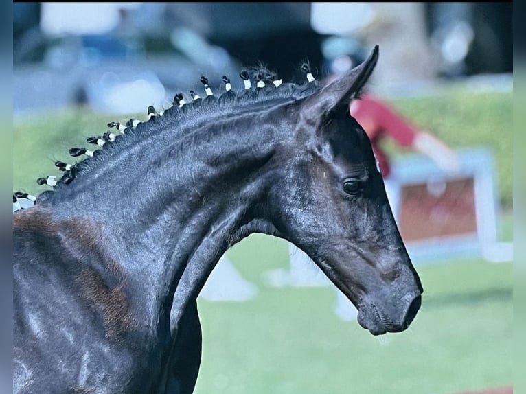 Deutsches Sportpferd Stute Fohlen (07/2025) 170 cm Rappe in Nassenheide