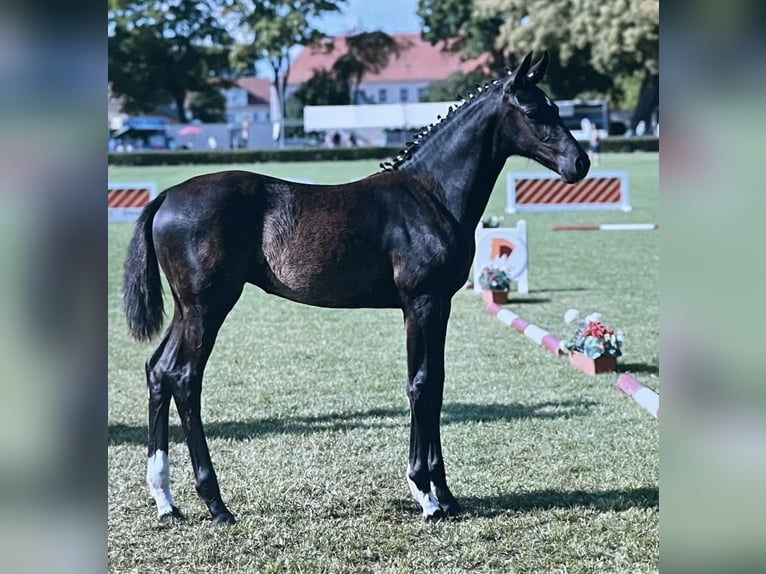 Deutsches Sportpferd Stute Fohlen (07/2025) 170 cm Rappe in Nassenheide