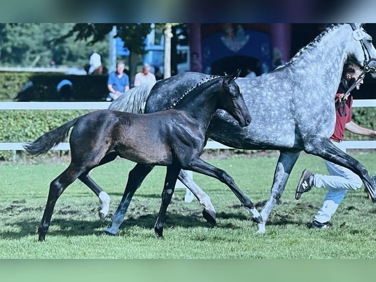 Deutsches Sportpferd Stute Fohlen (07/2025) 170 cm Rappe in Nassenheide