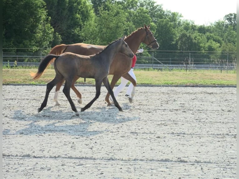 Deutsches Sportpferd Stute Fohlen (03/2026) 170 cm Rotschimmel in Heroldishausen