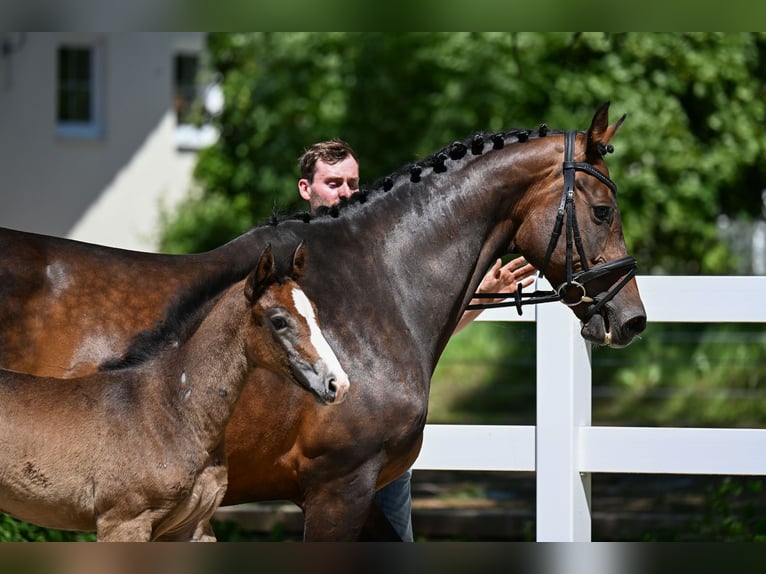 Deutsches Sportpferd Stute Fohlen (05/2026) 170 cm Schimmel in Kaltental