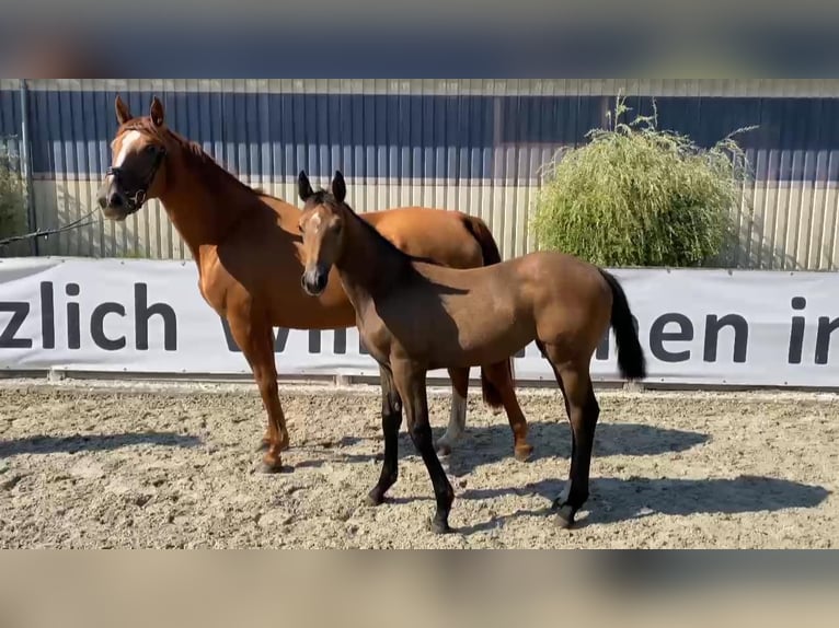 Deutsches Sportpferd Stute Fohlen (03/2024) 170 cm Schimmel in Gadow