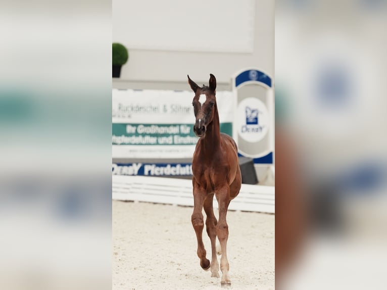 Deutsches Sportpferd Stute Fohlen (05/2026) 170 cm Schwarzbrauner in Luckau