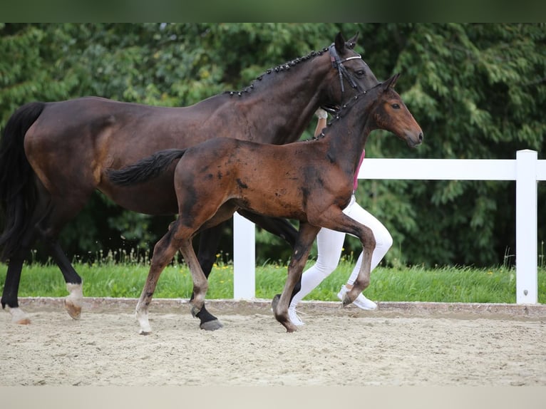Deutsches Sportpferd Stute Fohlen (05/2025) 172 cm Brauner in Amt Wachsenburg