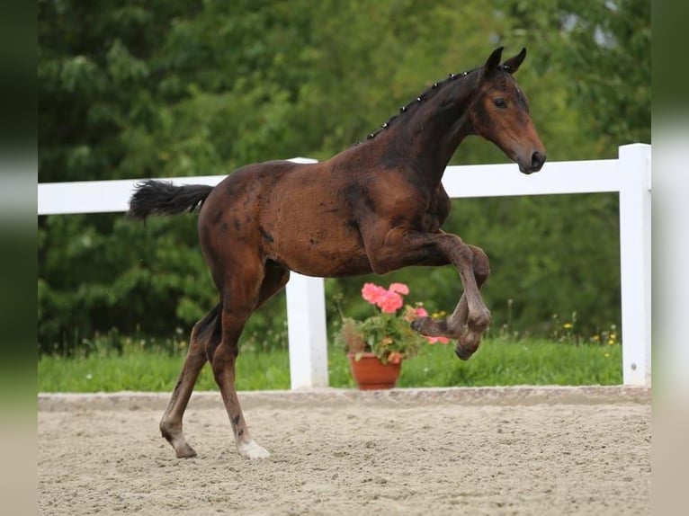 Deutsches Sportpferd Stute Fohlen (05/2025) 172 cm Brauner in Amt Wachsenburg