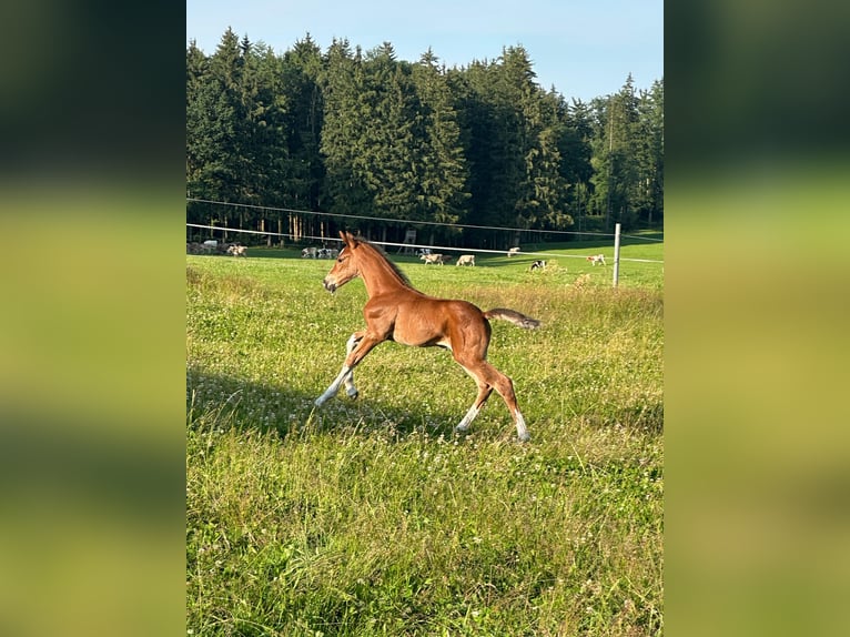 Deutsches Sportpferd Stute  172 cm Brauner in Hergatz