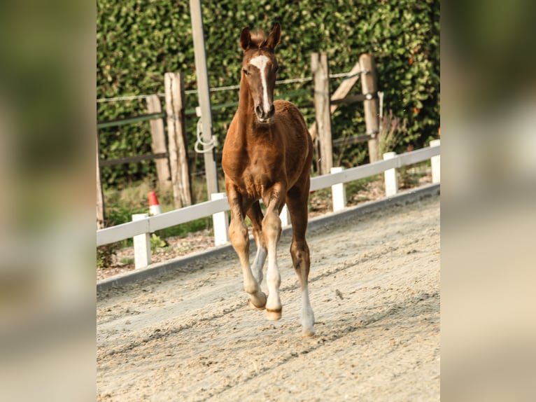 Deutsches Sportpferd Stute Fohlen (05/2025) 172 cm Dunkelfuchs in Lippstadt