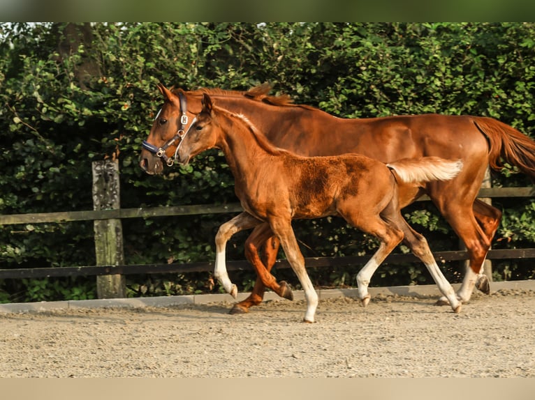 Deutsches Sportpferd Stute Fohlen (05/2025) 172 cm Dunkelfuchs in Lippstadt