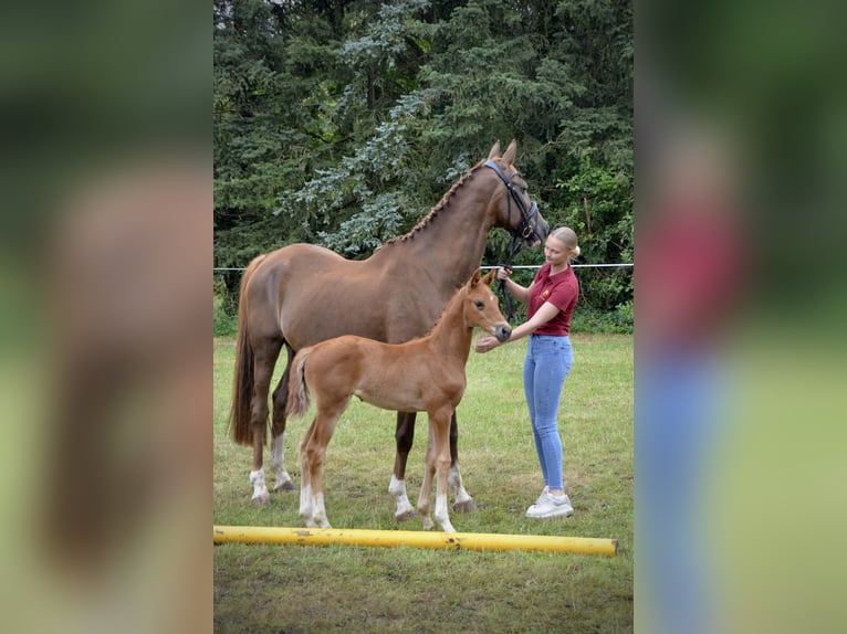 Deutsches Sportpferd Stute  173 cm Fuchs in Rohrlack