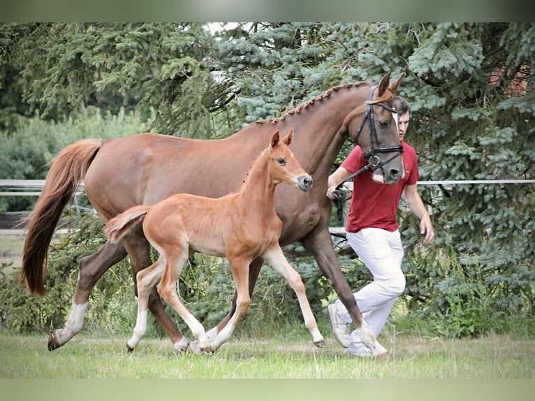 Deutsches Sportpferd Stute  173 cm Fuchs in Rohrlack