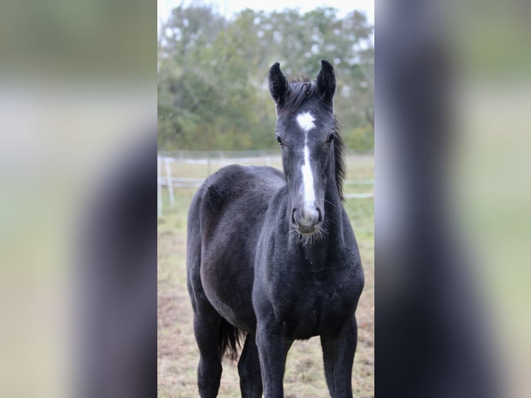 Deutsches Sportpferd Stute Fohlen (03/2025) 175 cm Apfelschimmel in Wallendorf
